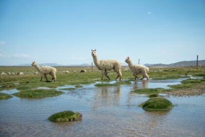 Reserva Salinas Aguada Blanca